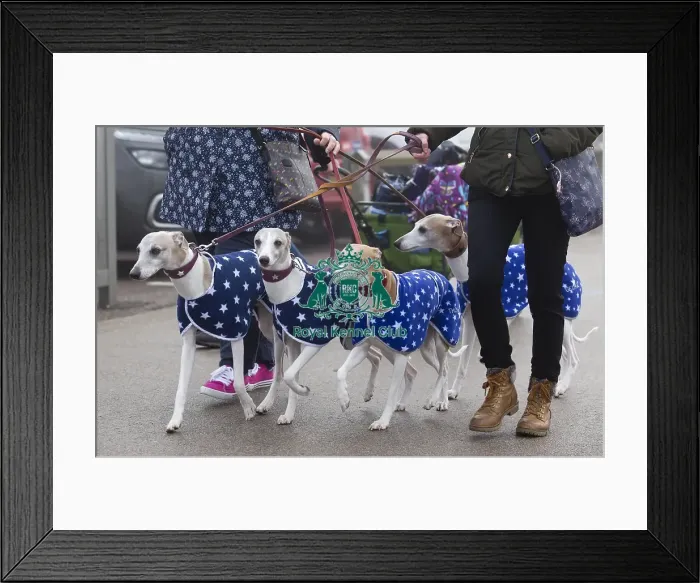 Framed Print : Crufts 2018 Framed Print : Crufts 2018
