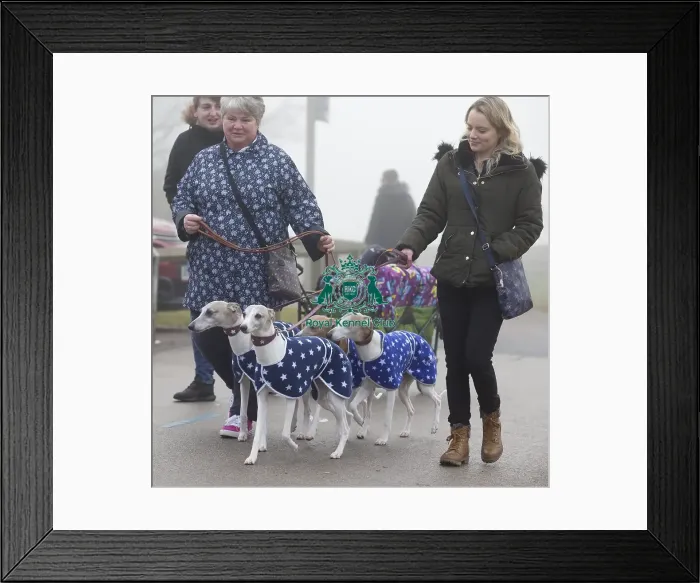 Framed Print : Crufts 2018 Framed Print : Crufts 2018