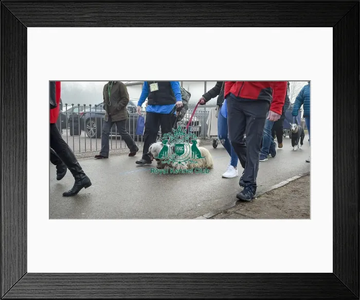 Framed Print : Crufts 2018 Framed Print : Crufts 2018