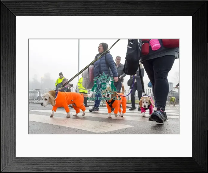 Framed Print : Crufts 2018 Framed Print : Crufts 2018