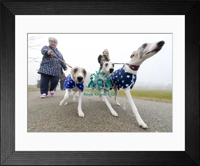 Framed Print : Crufts 2018 Framed Print : Crufts 2018