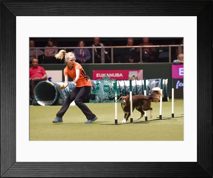 Framed Print : Crufts 2018 Framed Print : Crufts 2018