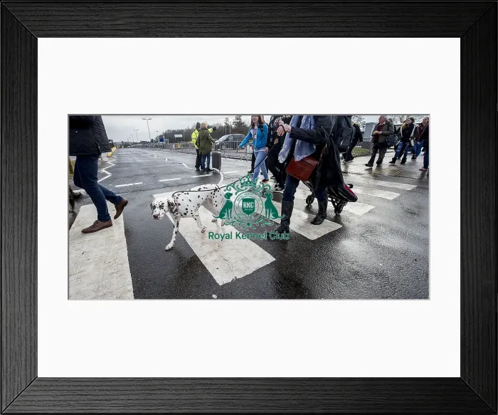 Framed Print : Crufts 2018