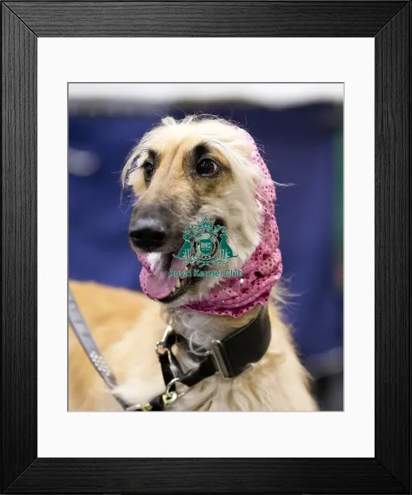 Framed Print : Crufts 2018 Framed Print : Crufts 2018