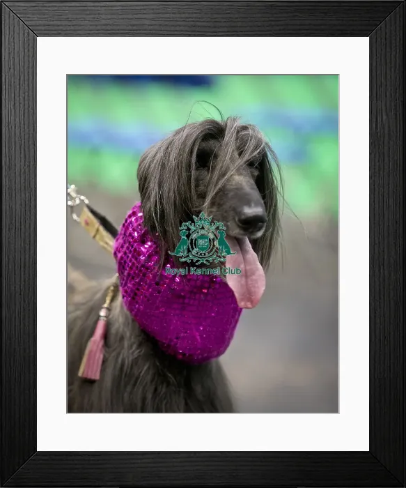 Framed Print : Crufts 2018 Framed Print : Crufts 2018