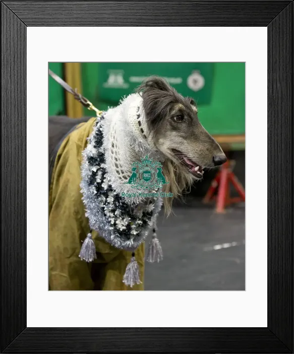 Framed Print : Crufts 2018 Framed Print : Crufts 2018
