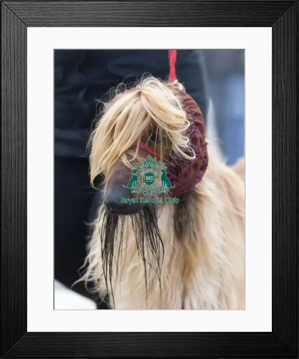 Framed Print : Crufts 2018 Framed Print : Crufts 2018