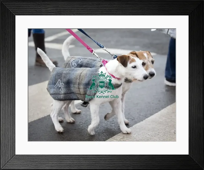 Framed Print : Crufts 2018 Framed Print : Crufts 2018