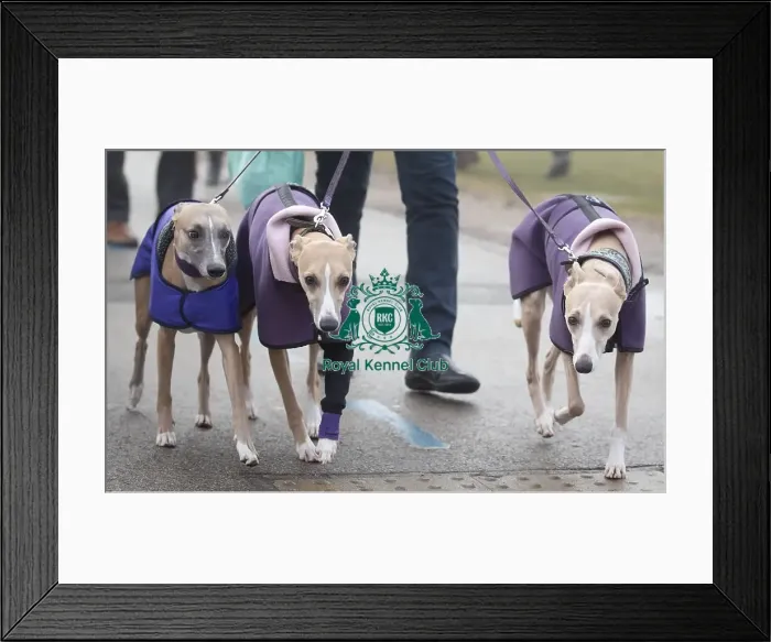 Framed Print : Crufts 2018 Framed Print : Crufts 2018