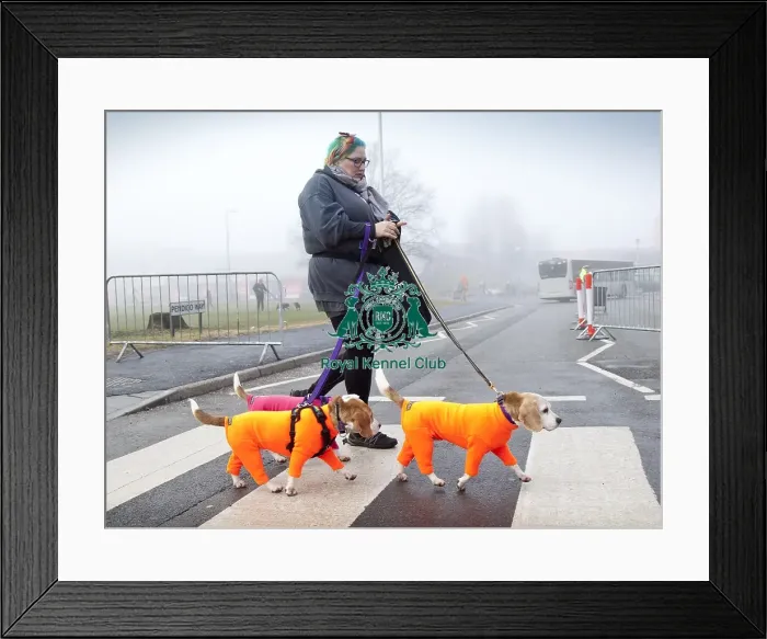 Framed Print : Crufts 2018