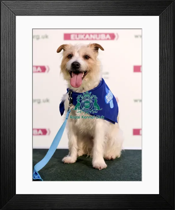 Framed Print : Crufts 2018 Framed Print : Crufts 2018