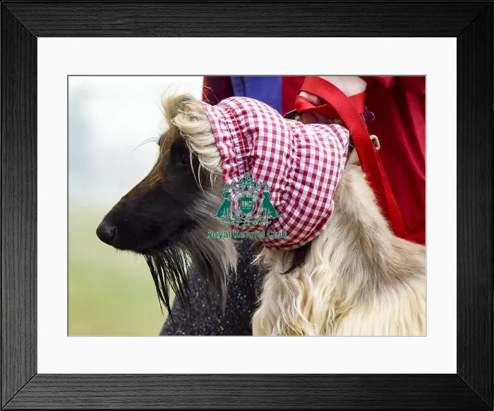 Framed Print : Crufts 2018 Framed Print : Crufts 2018