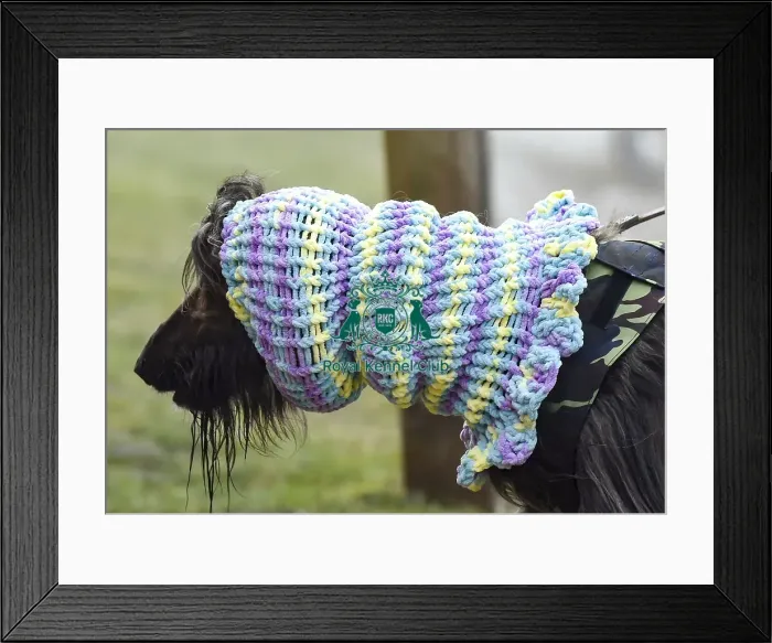 Framed Print : Crufts 2018 Framed Print : Crufts 2018