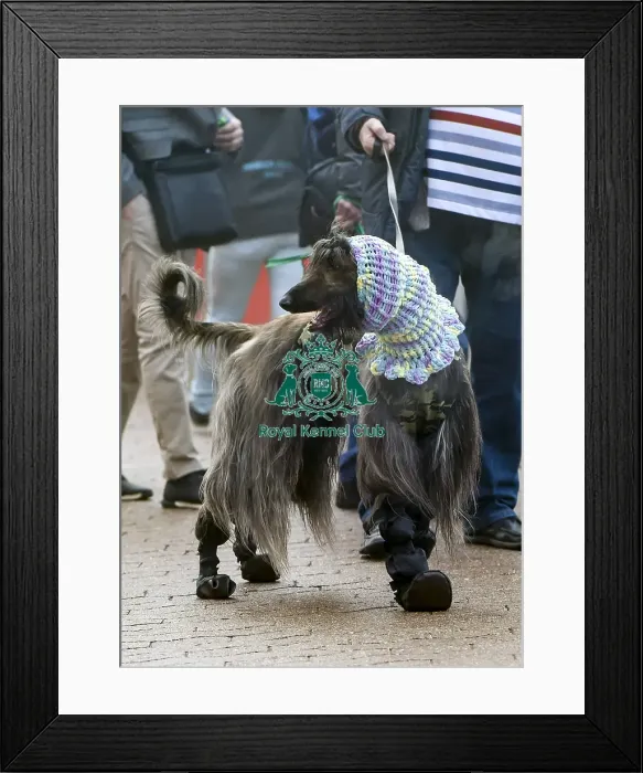 Framed Print : Crufts 2018 Framed Print : Crufts 2018