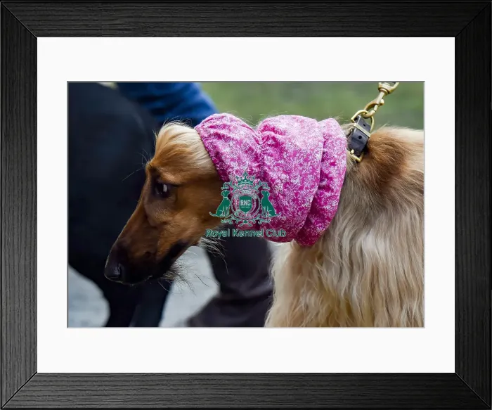 Framed Print : Crufts 2018 Framed Print : Crufts 2018