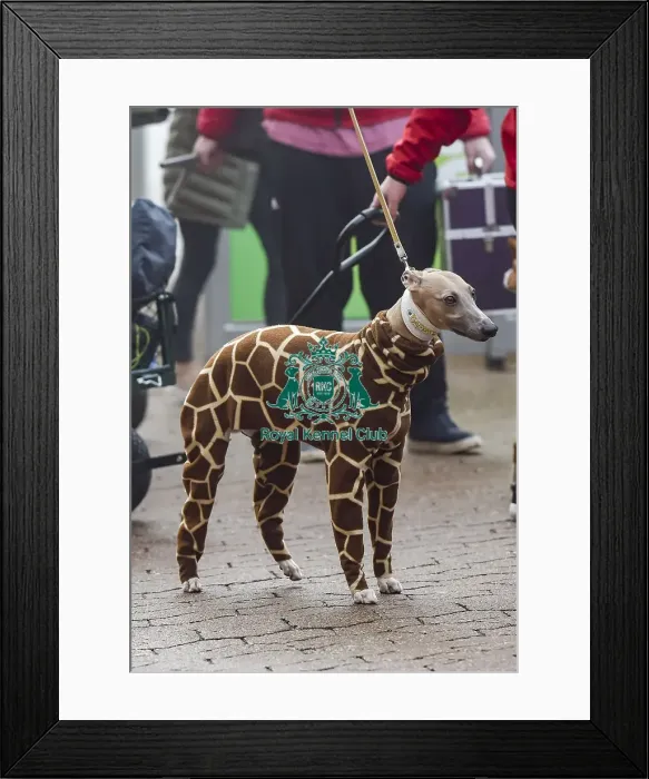 Framed Print : Crufts 2018 Framed Print : Crufts 2018