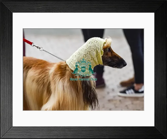 Framed Print : Crufts 2018 Framed Print : Crufts 2018