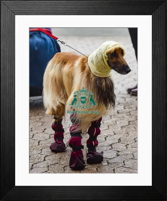 Framed Print : Crufts 2018