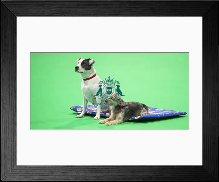 Framed Print : Crufts 2018 Framed Print : Crufts 2018