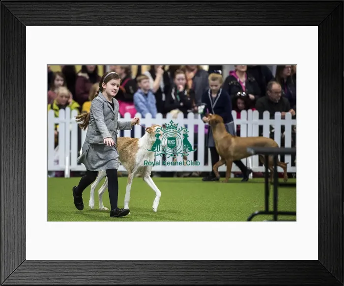 Framed Print : Crufts 2018