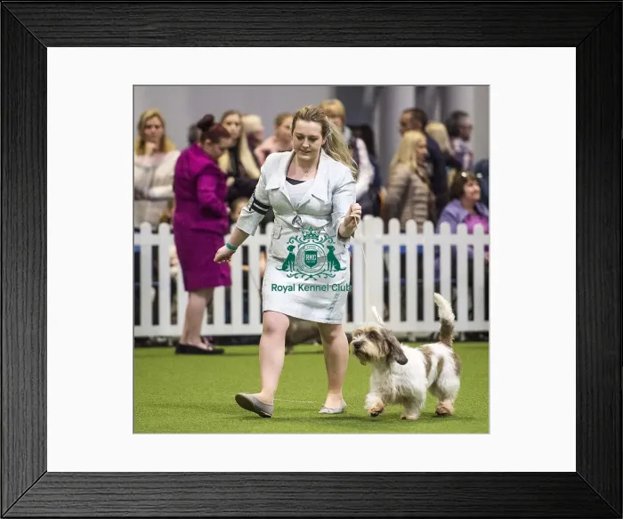 Framed Print : Crufts 2018 Framed Print : Crufts 2018