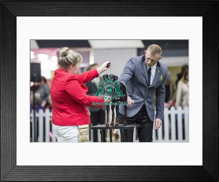 Framed Print : Crufts 2018 Framed Print : Crufts 2018