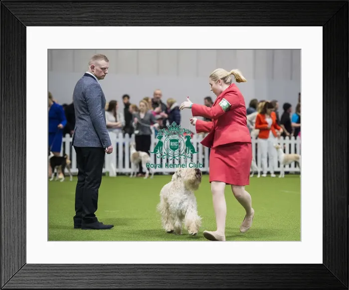 Framed Print : Crufts 2018 Framed Print : Crufts 2018