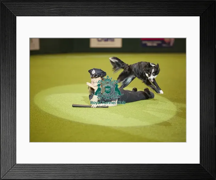 Framed Print : Crufts 2018 Framed Print : Crufts 2018