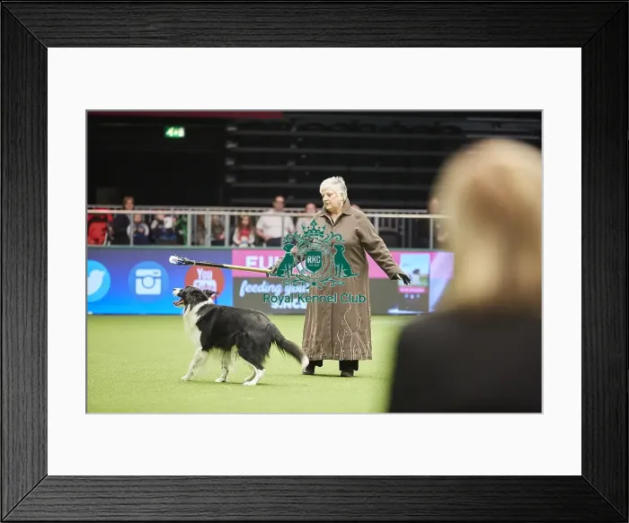 Framed Print : Crufts 2018 Framed Print : Crufts 2018