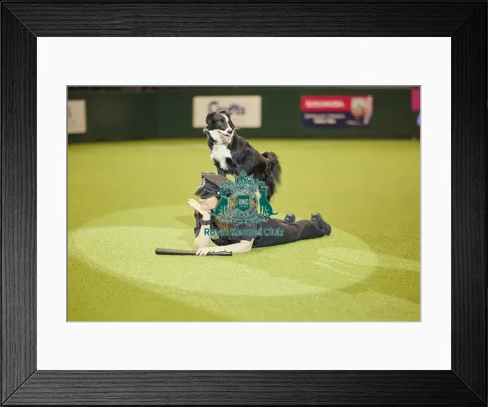 Framed Print : Crufts 2018 Framed Print : Crufts 2018
