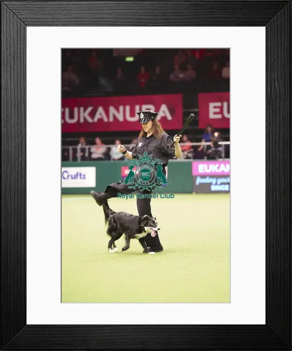 Framed Print : Crufts 2018 Framed Print : Crufts 2018