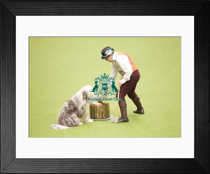 Framed Print : Crufts 2018 Framed Print : Crufts 2018