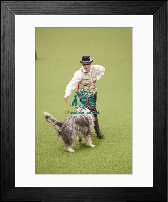 Framed Print : Crufts 2018 Framed Print : Crufts 2018