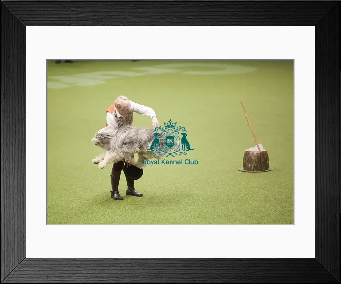 Framed Print : Crufts 2018 Framed Print : Crufts 2018