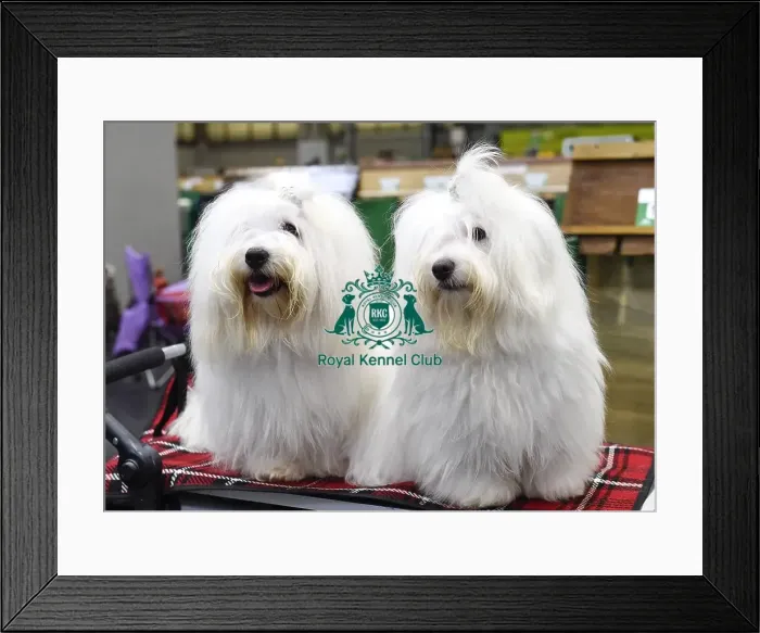 Framed Print : Crufts 2018 Framed Print : Crufts 2018