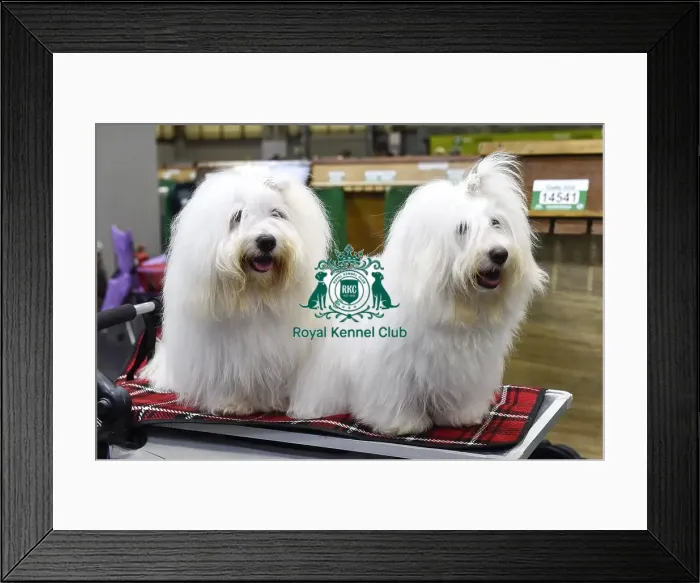 Framed Print : Crufts 2018 Framed Print : Crufts 2018