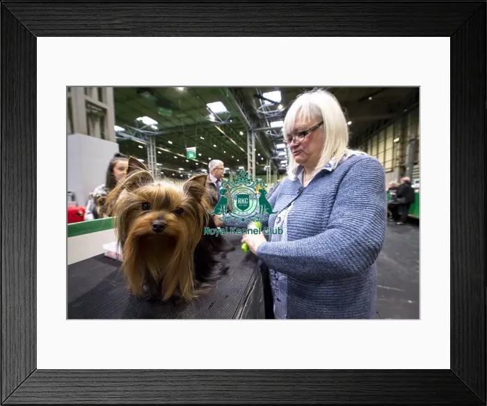 Framed Print : Crufts 2018
