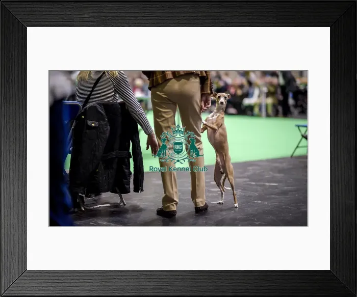 Framed Print : Crufts 2018