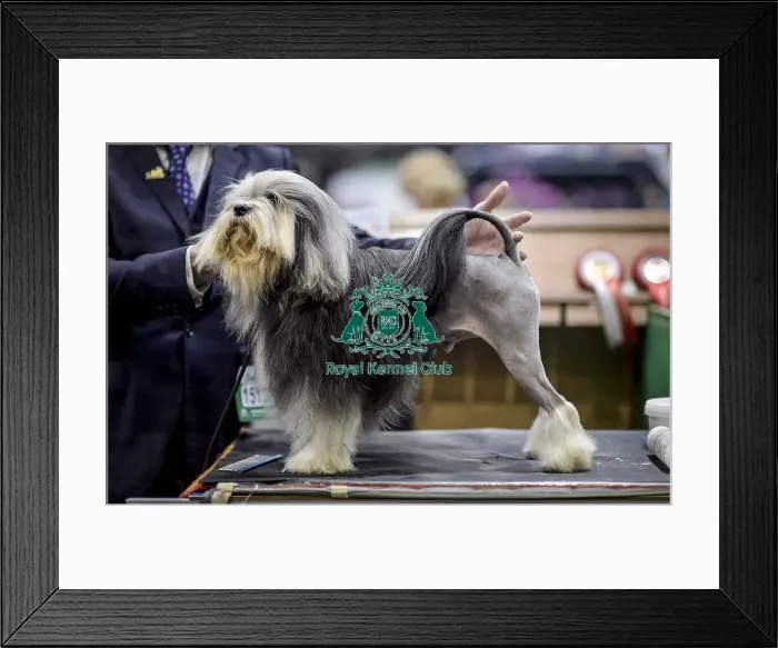 Framed Print : Crufts 2018 Framed Print : Crufts 2018