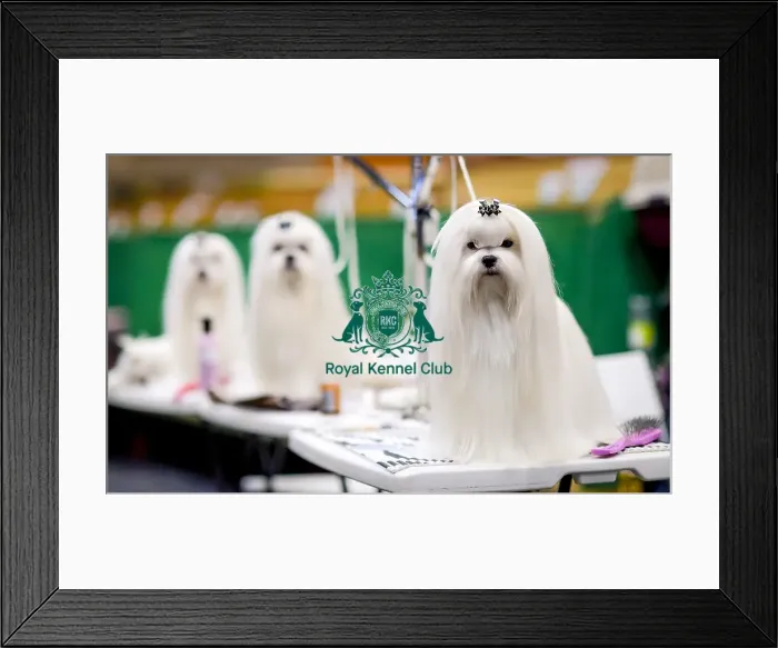 Framed Print : Crufts 2018 Framed Print : Crufts 2018