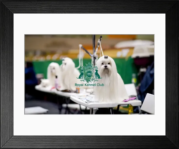 Framed Print : Crufts 2018 Framed Print : Crufts 2018