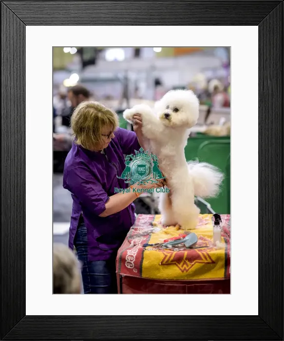 Framed Print : Crufts 2018 Framed Print : Crufts 2018