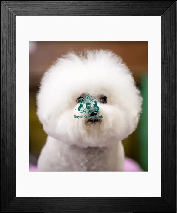 Framed Print : Crufts 2018 Framed Print : Crufts 2018