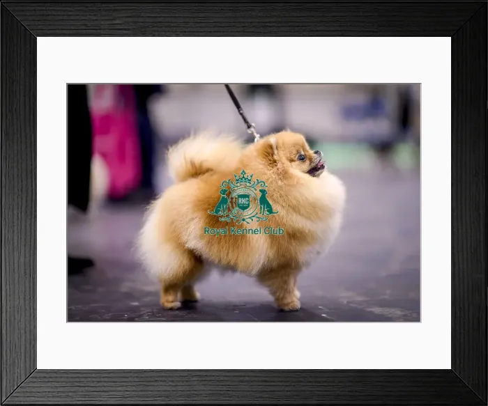 Framed Print : Crufts 2018 Framed Print : Crufts 2018
