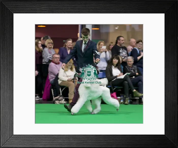 Framed Print : Crufts 2018 Framed Print : Crufts 2018