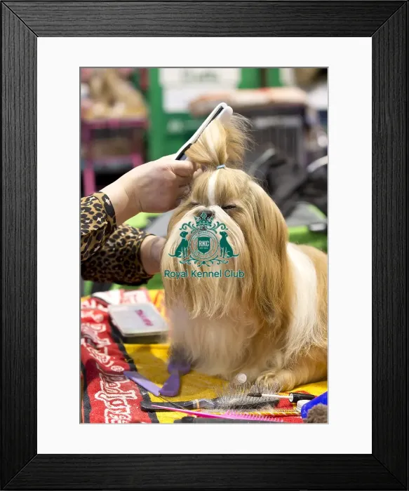 Framed Print : Crufts 2018 Framed Print : Crufts 2018