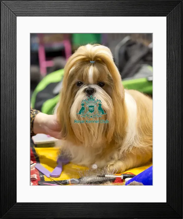 Framed Print : Crufts 2018 Framed Print : Crufts 2018