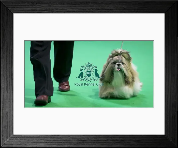 Framed Print : Crufts 2018 Framed Print : Crufts 2018