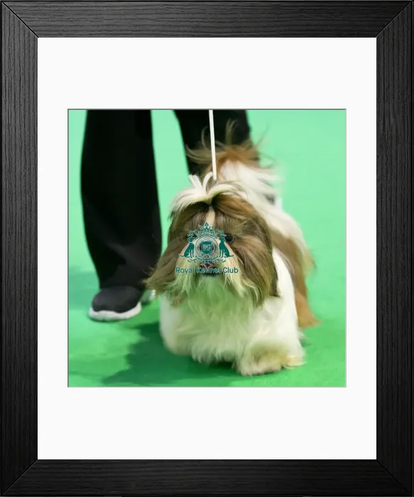 Framed Print : Crufts 2018 Framed Print : Crufts 2018