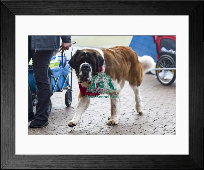 Framed Print : Crufts 2018 Framed Print : Crufts 2018